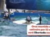 Orca mantida em cativeiro por 52 anos será libertada nos EUA | Mundo