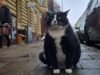 Gato vira atração turística com avaliação 5 estrelas na Polônia – 28/02/2023 – Gatices
