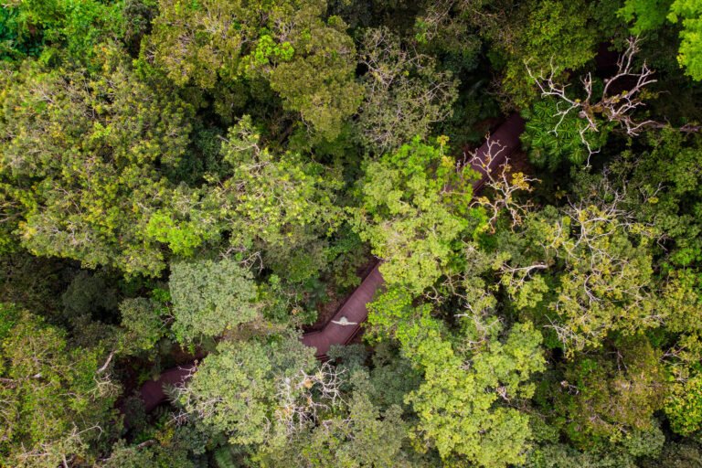 Bertioga: Floresta urbana tem trilha acessível e inclusiva – 27/05/2023 – Turismo