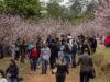 Sítio em Ibiúna promove festival da florada das cerejeiras – 25/05/2023 – Turismo
