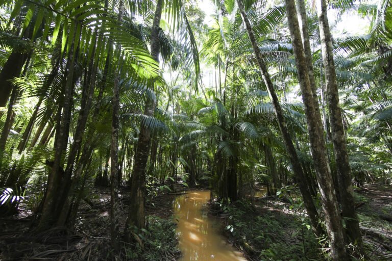 Consumir produtos sustentáveis da floresta amazônica é missão do continente – 14/06/2023 – Josimar Melo