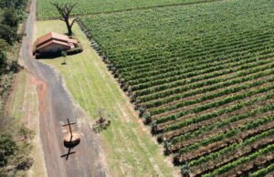 Produção de vinhos cresce em SP e ganha selo de origem – 24/07/2023 – Turismo