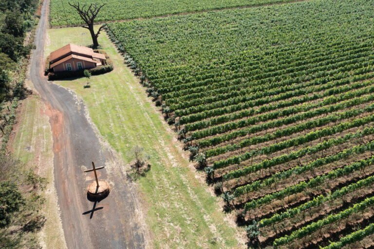 Produção de vinhos cresce em SP e ganha selo de origem – 24/07/2023 – Turismo