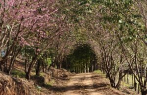 Agroturismo de café no ES cresce na região da Pedra Azul – 17/08/2023 – Café na Prensa