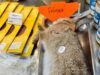 O coelho felpudo e morto à venda no mercado em Paris – 20/10/2023 – Cozinha Bruta