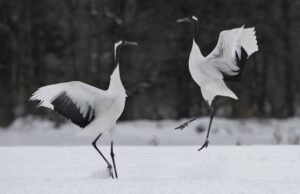 Hokkaido: o que conhecer na ilha mais ao norte do Japão – 12/04/2024 – Turismo