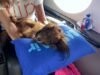 VÍDEO: o avião onde cães só viajam no banco e serviço de bordo tem até sapato para morder | Turismo e Viagem